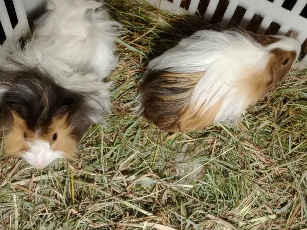 Cuccioli Porcellini d'india due razze | Foto 1