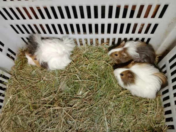 Cuccioli Porcellini d'india due razze | Foto 0