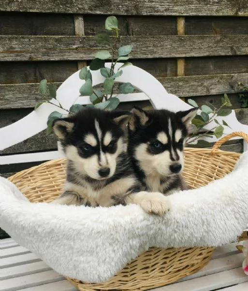 Splendidi cuccioli di siberian husky 