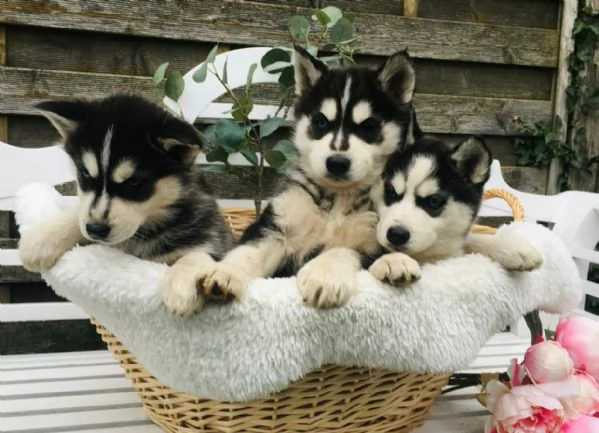 Splendidi cuccioli di siberian husky  | Foto 0