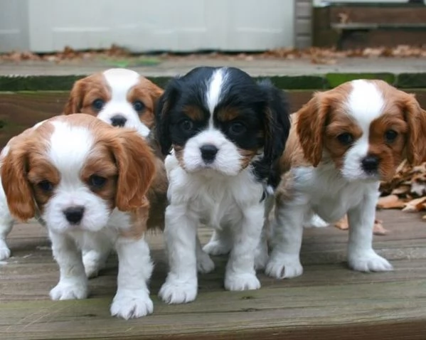 Cavalier King Charles Spaniel cuccioli 