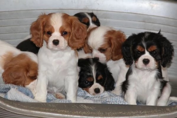 Cavalier King Charles Spaniel cuccioli  | Foto 0