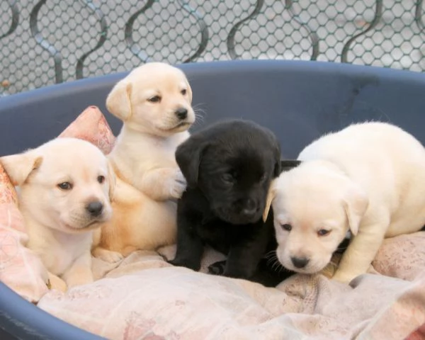 Disponibili cuccioli di Labrador retriever 