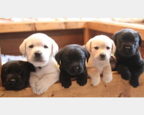 Disponibili cuccioli di Labrador retriever  | Foto 0