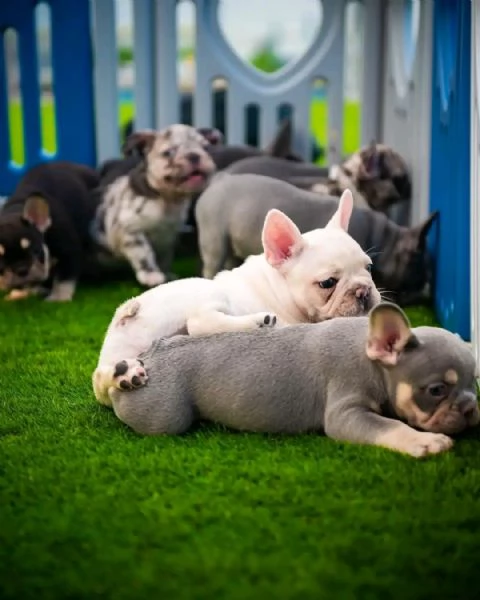 Cuccioli di Bulldog Francese in adozione | Foto 5