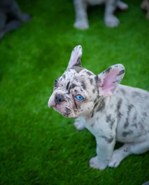 Cuccioli di Bulldog Francese in adozione | Foto 4