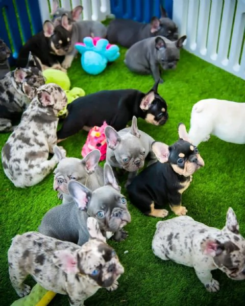 Cuccioli di Bulldog Francese in adozione | Foto 2
