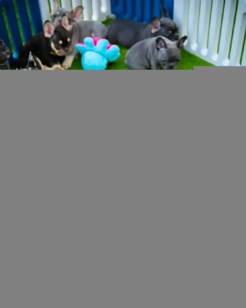 Cuccioli di Bulldog Francese in adozione | Foto 0