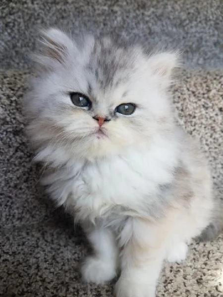  cuccioli di persiano | Foto 1