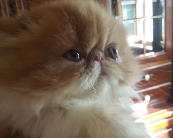  cuccioli di persiano | Foto 0