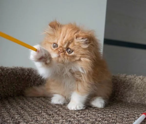  cuccioli di persiano