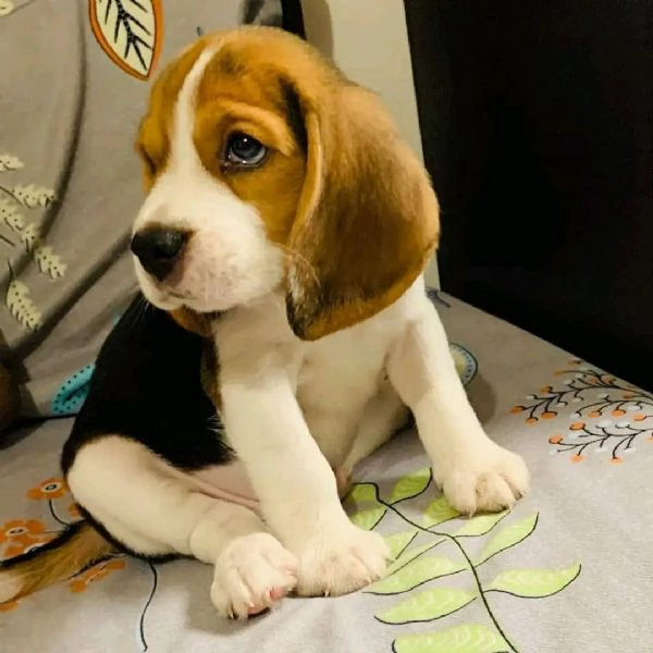 Beagle Pedigree Enci