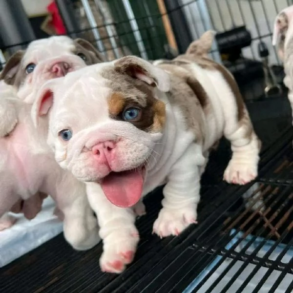 Bulldog, Bulldog Inglese cuccioli