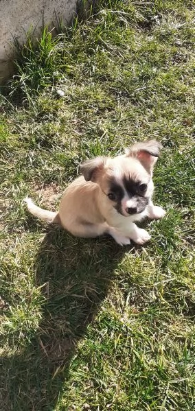 Chihuahua maschio | Foto 0