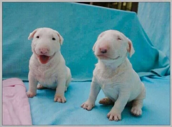 adorabili cuccioli di Bull Terrier in regalo