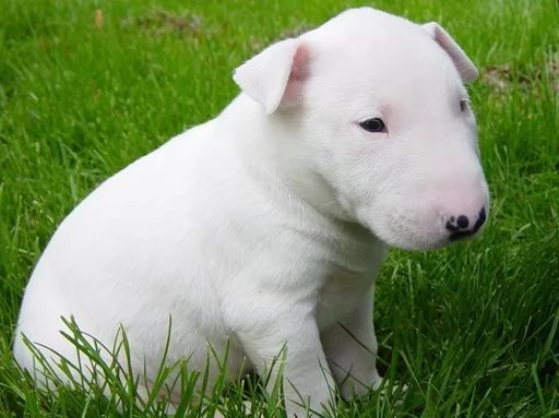 adorabili cuccioli di Bull Terrier in regalo | Foto 0