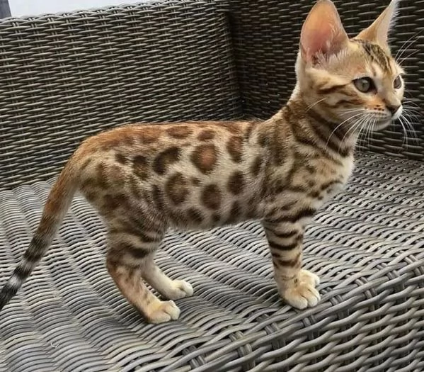 adorabile gattino bengala disponibile come regalo | Foto 2
