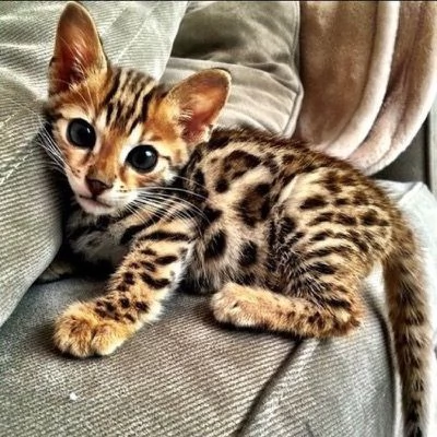 adorabile gattino bengala disponibile come regalo | Foto 1