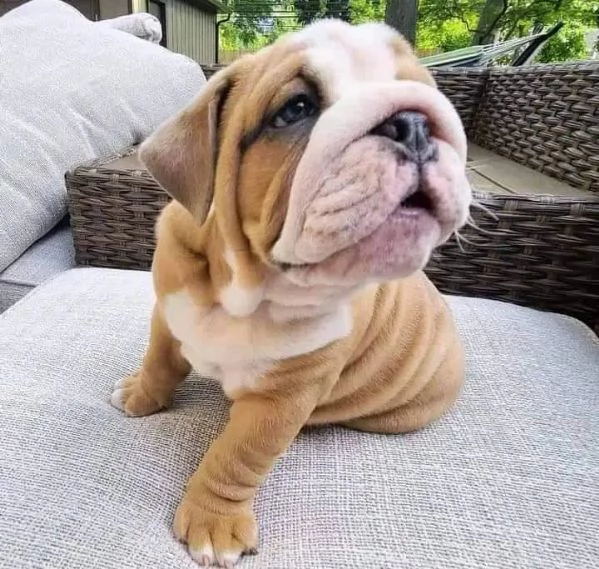adorabili cuccioli di bulldog inglese in regalo | Foto 0