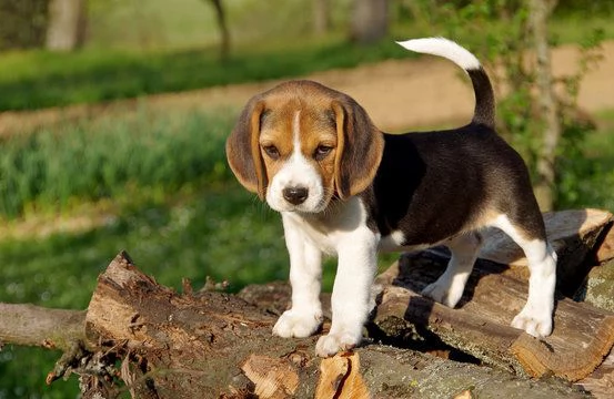 tenerissimi cuccioli di beagle in regalo
