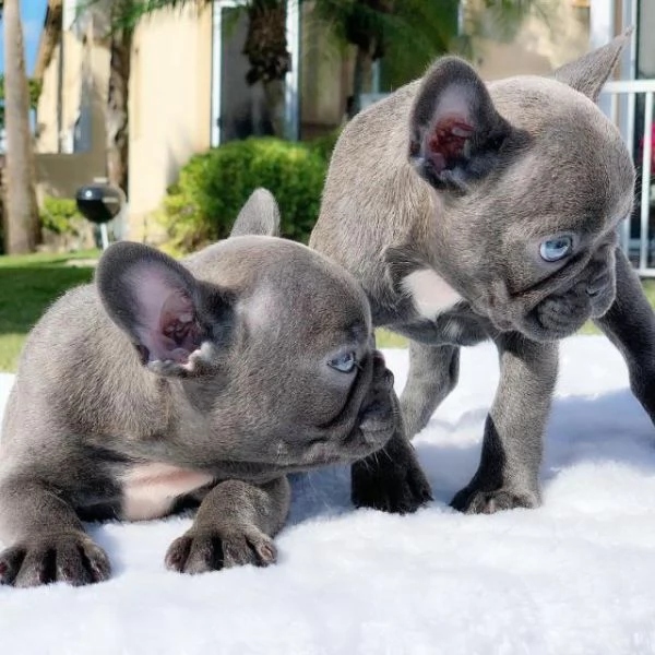 cuccioli di bulldog francese in regalo