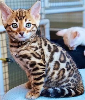 adorabile gattino bengala disponibile come regalo | Foto 1