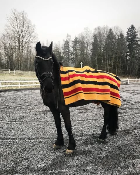 Cavalla frisona | Foto 0