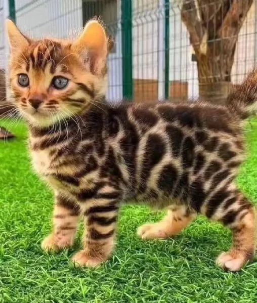 adorabile gattino bengala disponibile come regalo | Foto 0