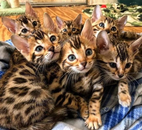 adorabile gattino bengala disponibile come regalo