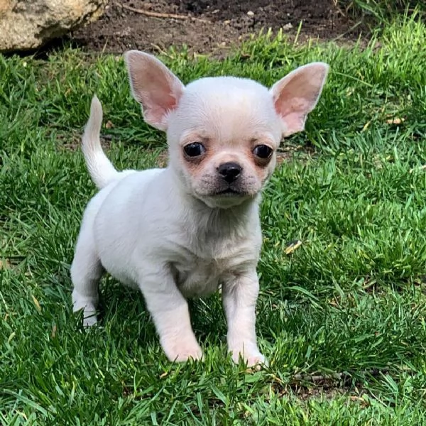 tenerissimi cuccioli di chihuahua disponibili in regalo