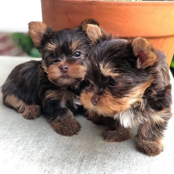 cuccioli di yorkshire terrier in regalo | Foto 1