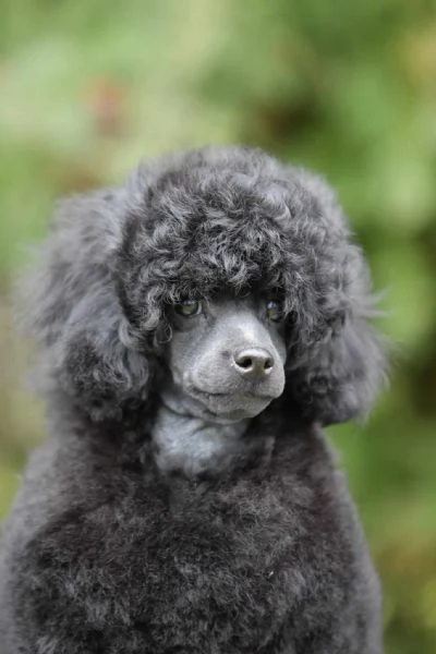 Barboncino nano bellissimo cucciolo | Foto 2