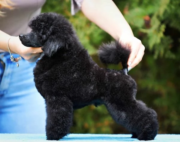 Barboncino nano bellissimo cucciolo