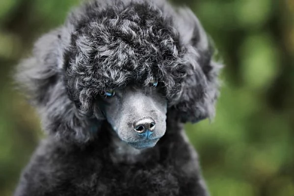 Barboncino nano bellissimo cucciolo | Foto 1