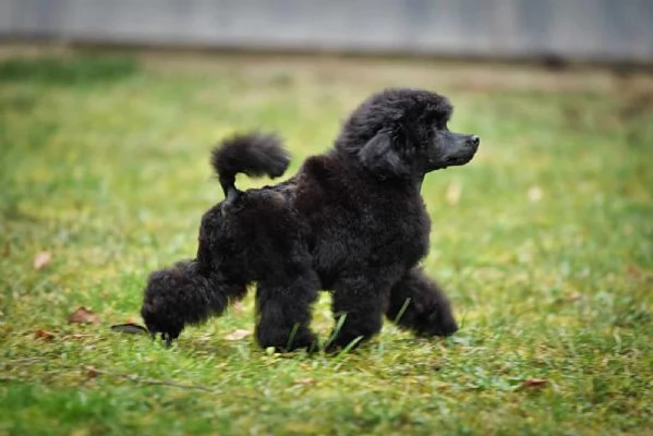 Barboncino nano bellissimo cucciolo | Foto 0