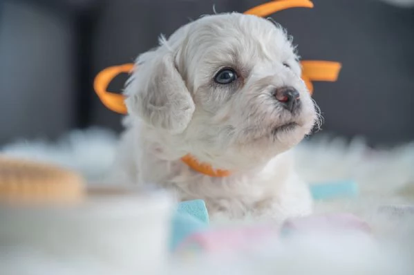 Bichon Frise cuccioli | Foto 6