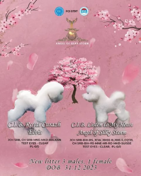 Bichon Frise cuccioli