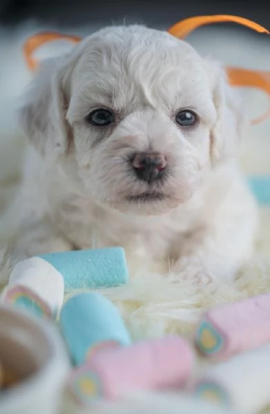 Bichon Frise cuccioli | Foto 2