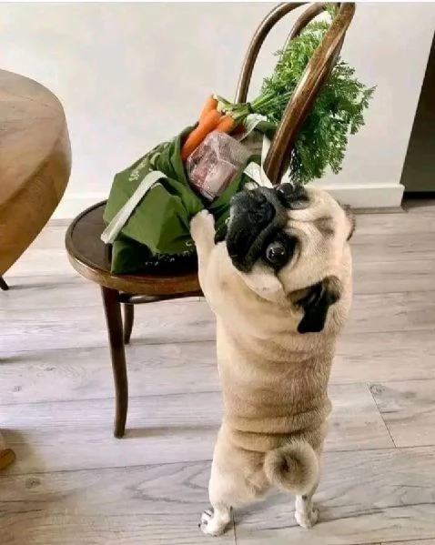 Carlino cucciolo  | Foto 0