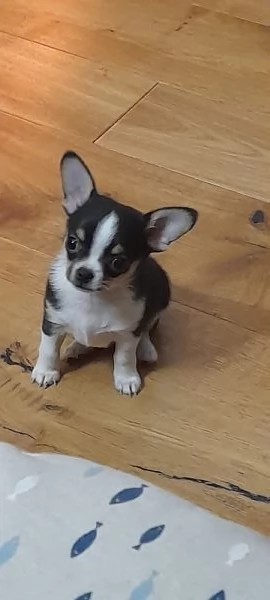 Chihuahua piccolo piccolo