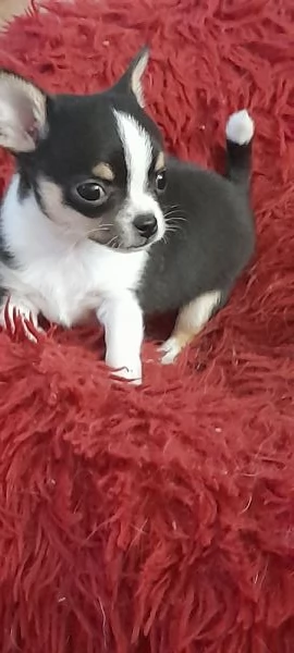 Chihuahua piccolo piccolo | Foto 2