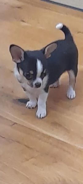Chihuahua piccolo piccolo | Foto 1