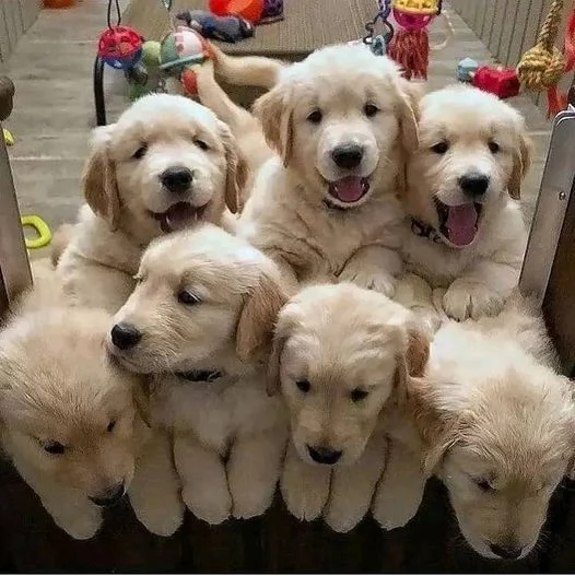 Vendita cuccioli di Golden Retriever