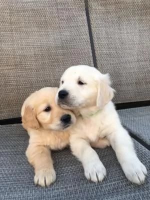 regalo golden retriever cuccioli per l'adozione