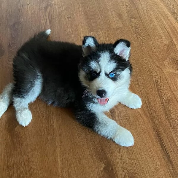 Regalo cuccioli di siberian husky 