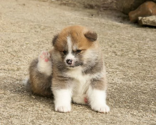 Regalo akita inu cuccioli disponibile per l'adozione