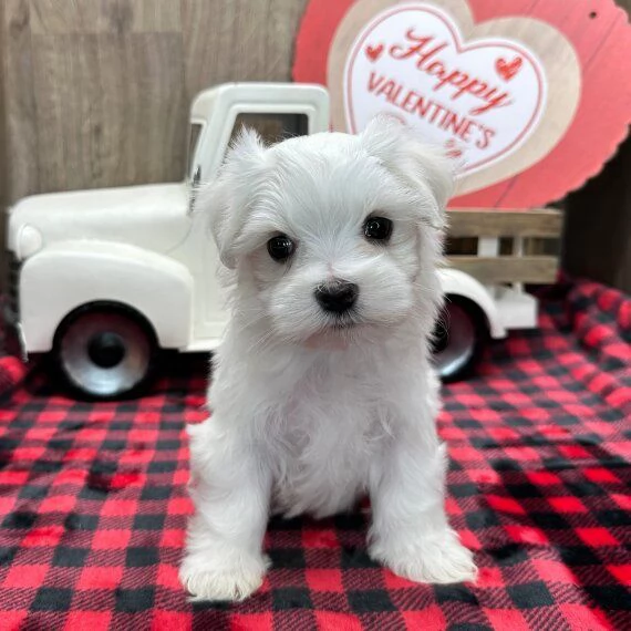  REGALO Dolci cuccioli Maltese per l'adozione abbiamo cuccioli Maltese molto felice e sorprendente. 