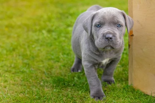 CUCCIOLI DI CANE CORSO | Foto 1