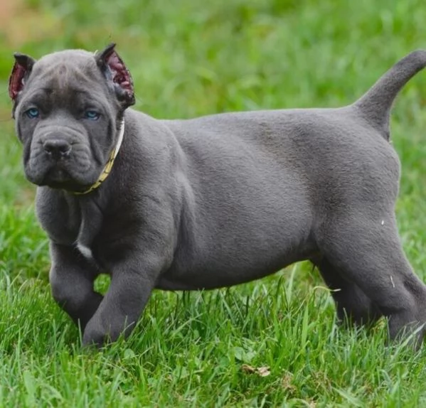 CUCCIOLI DI CANE CORSO