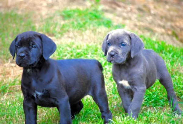 CUCCIOLI DI CANE CORSO | Foto 0